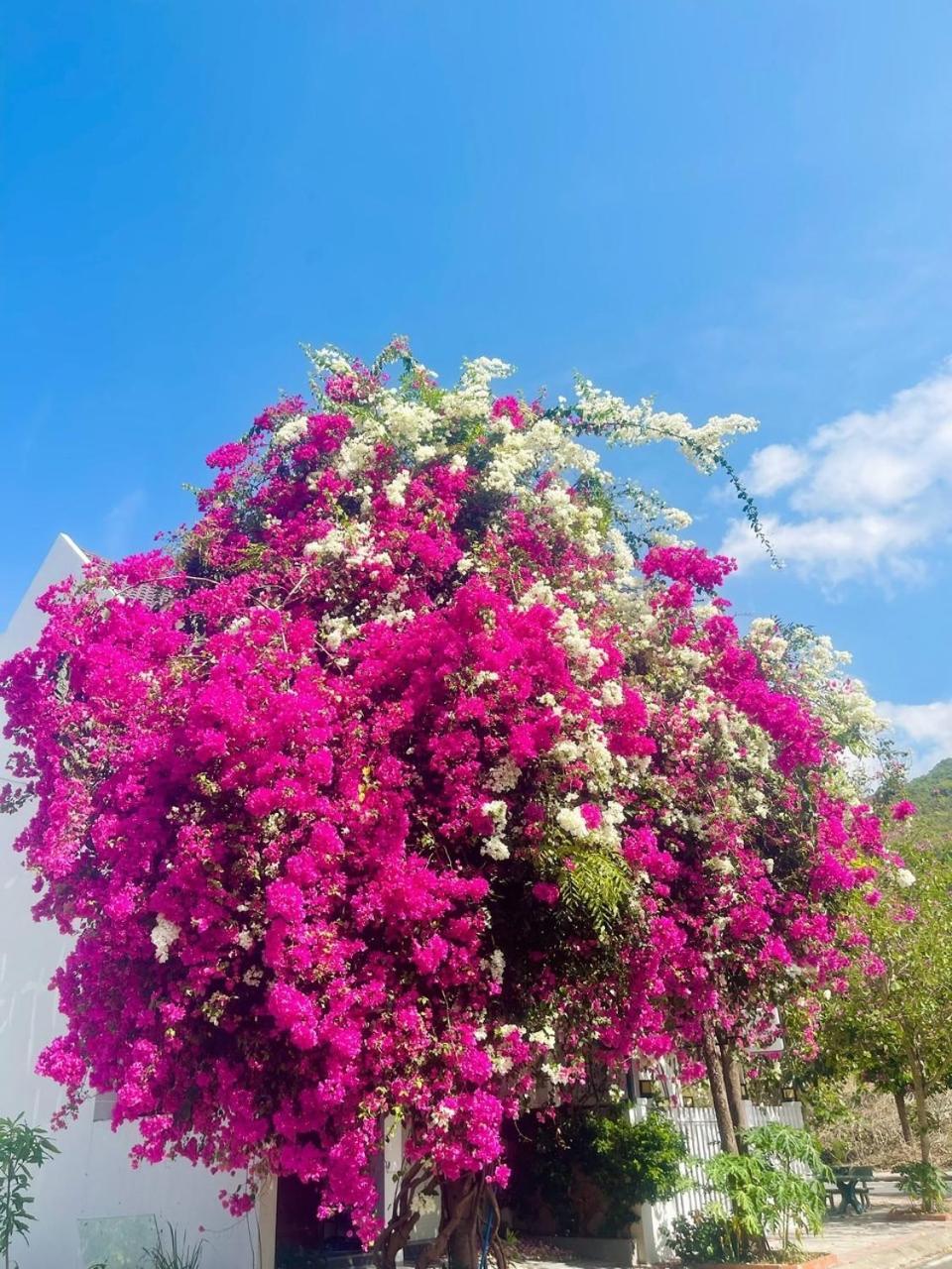 Moc Homestay- Near Bai Dai Beach Cam Lam エクステリア 写真